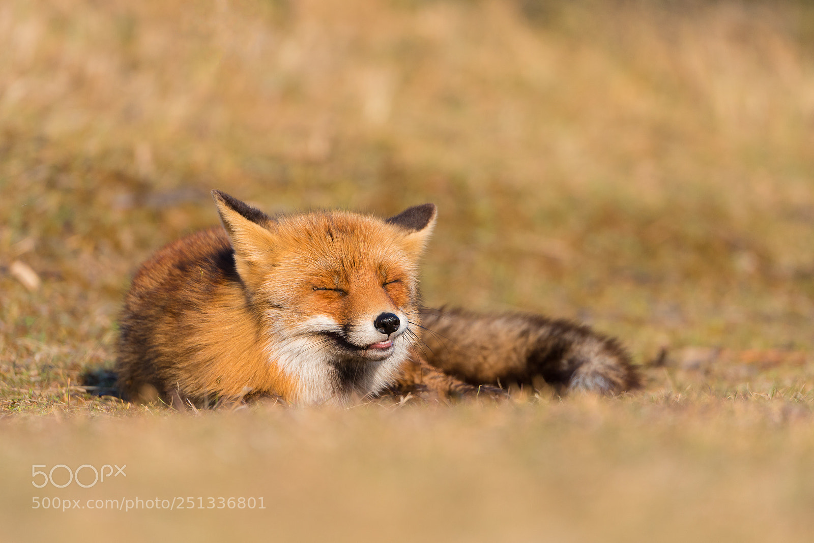 Nikon D810 sample photo. Lazy fox photography