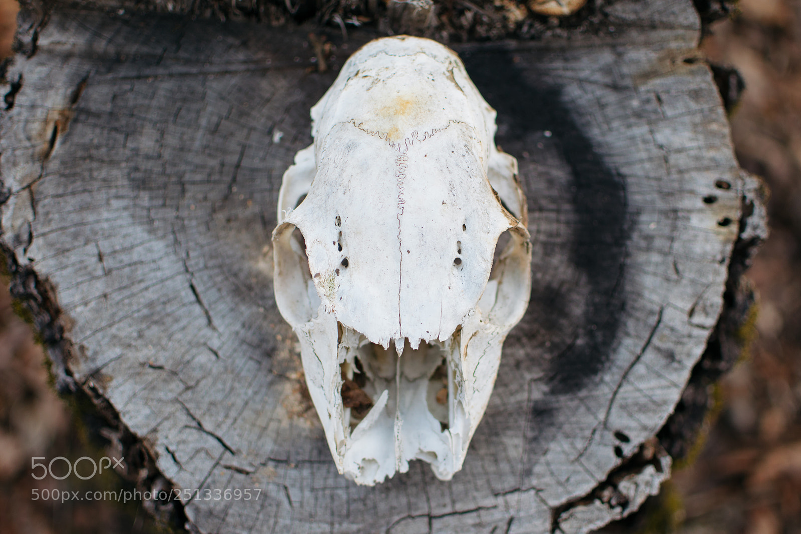 Nikon D3300 sample photo. Skull on a stump photography