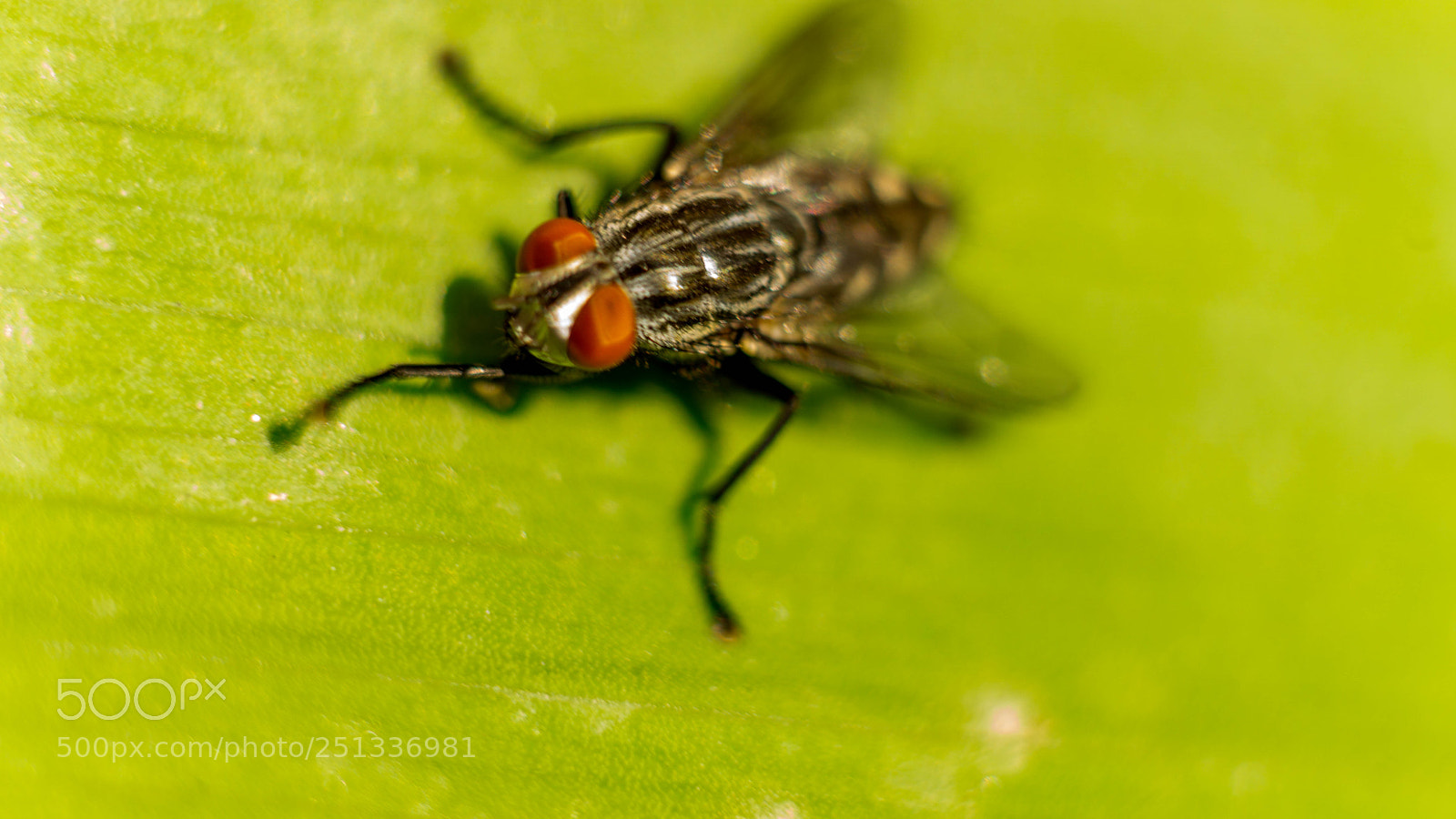 Sony a5100 sample photo. Dsc photography