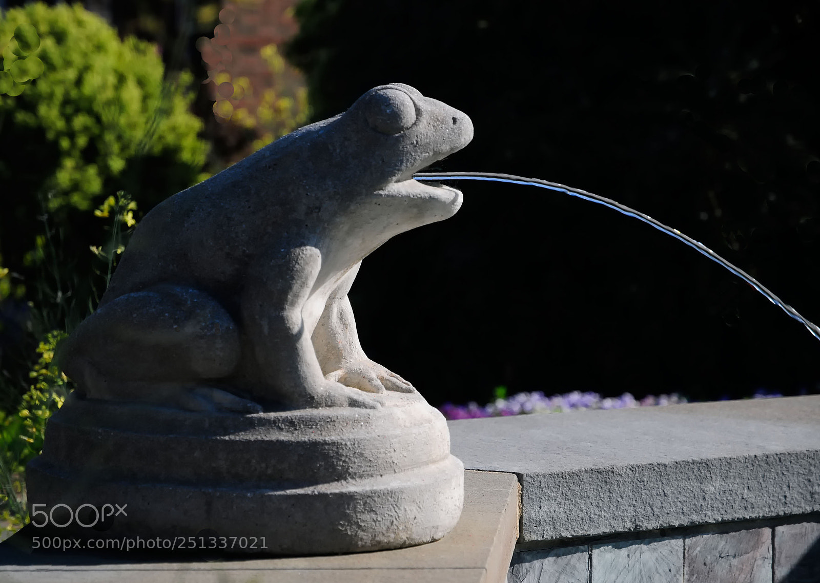 Nikon D300 sample photo. Resident frog photography