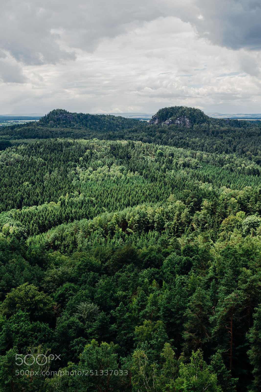 Nikon D610 sample photo. 2 3 of forest photography