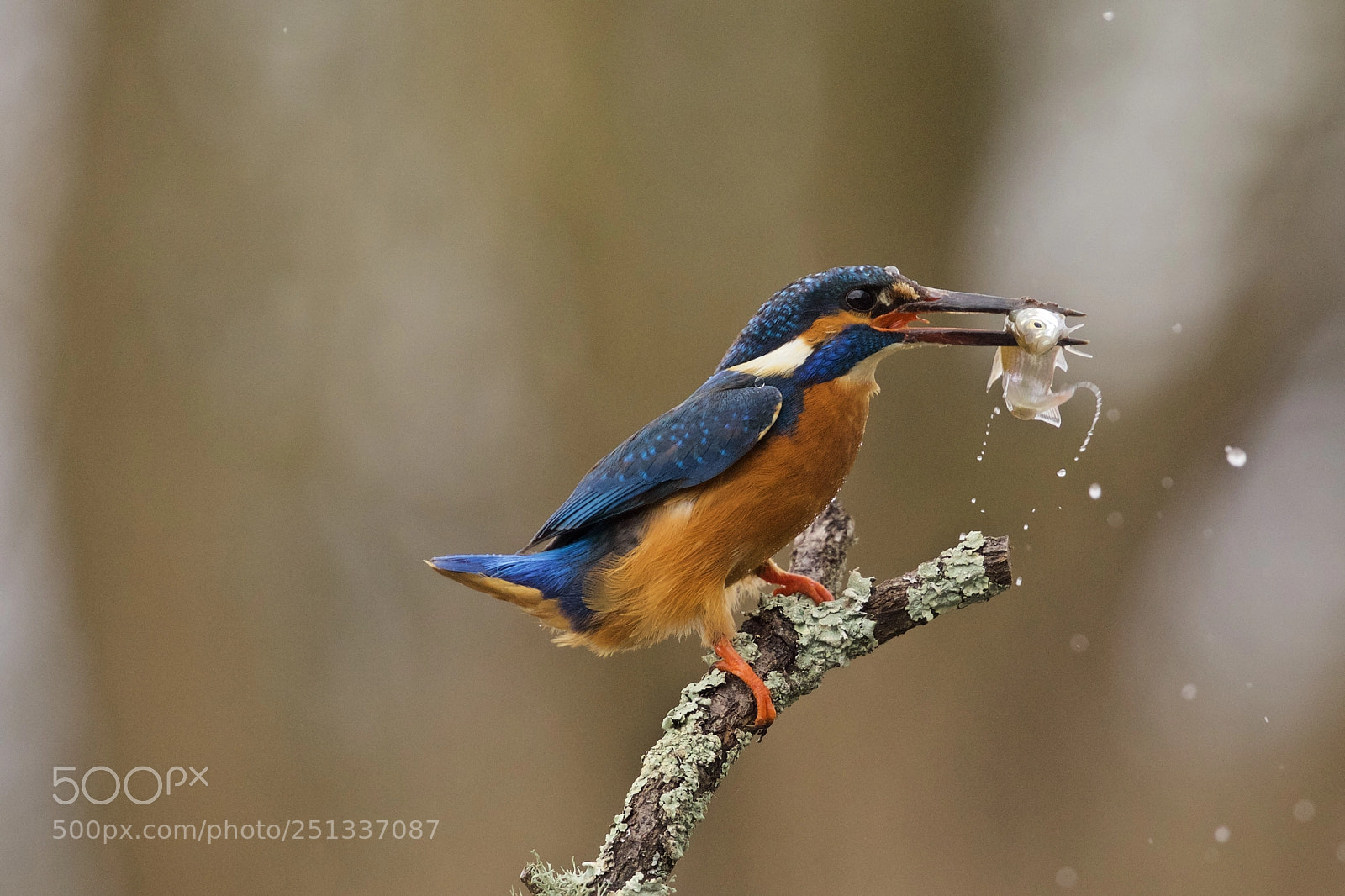 Canon EOS 5D Mark IV sample photo. Kingfisher photography