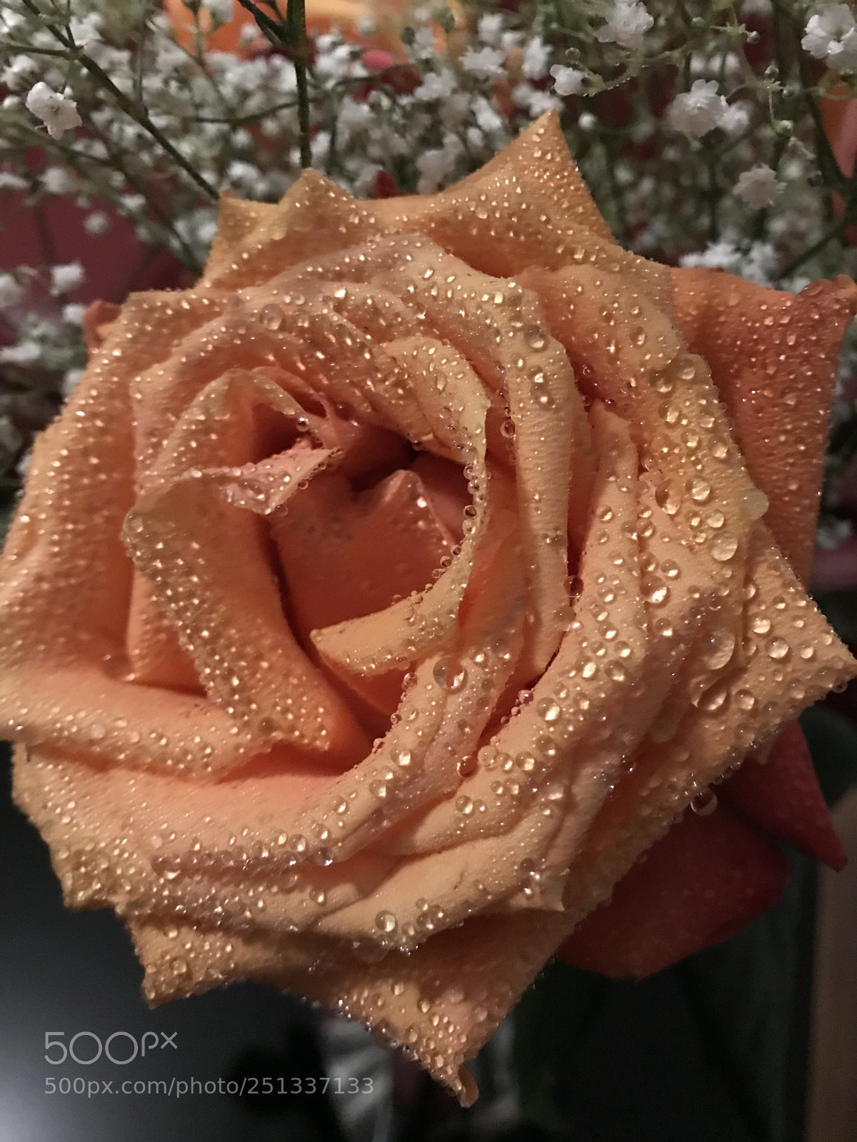 Apple iPhone 7 Plus sample photo. Untitled photography