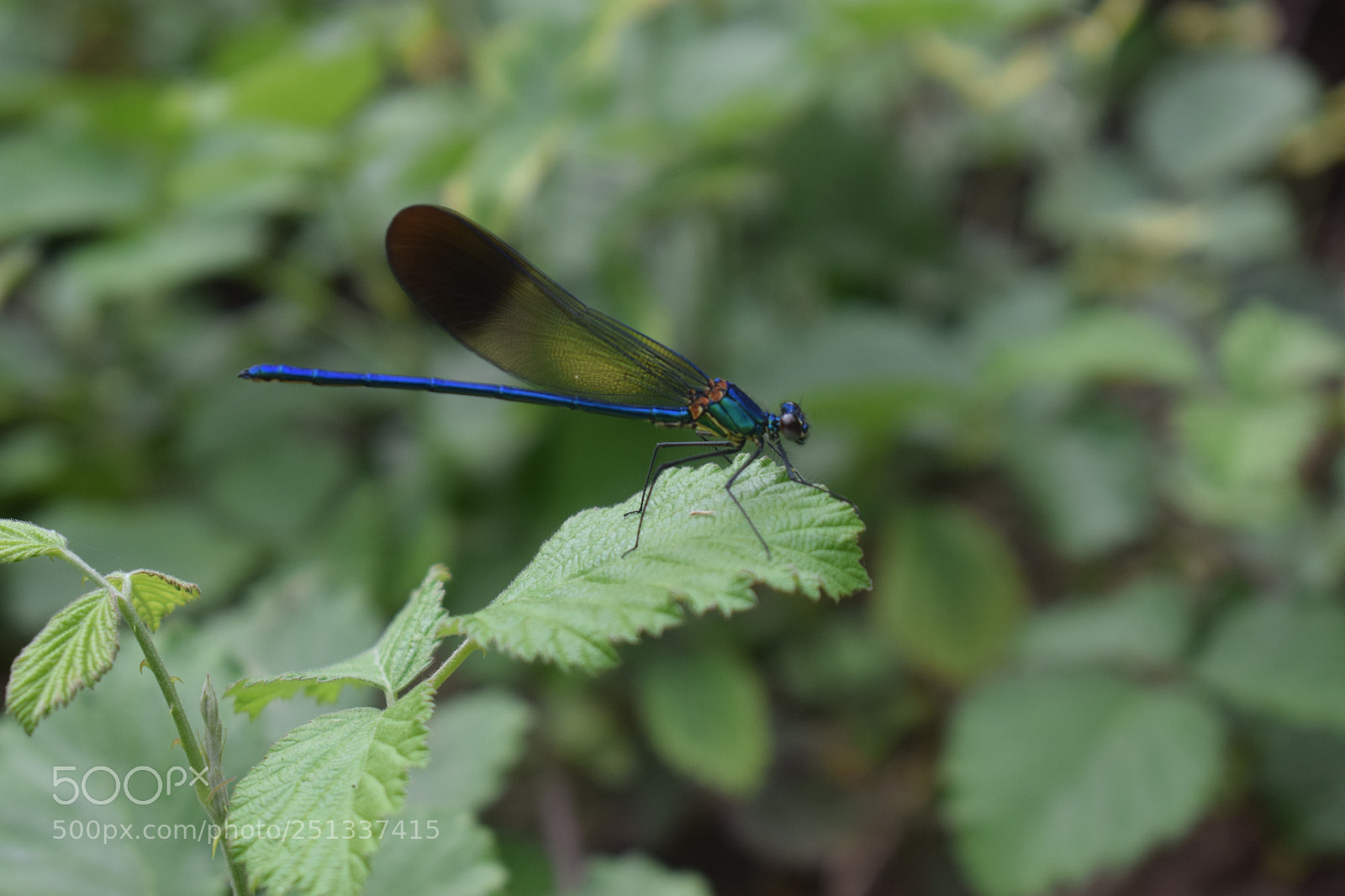 Nikon D3300 sample photo. Untitled photography