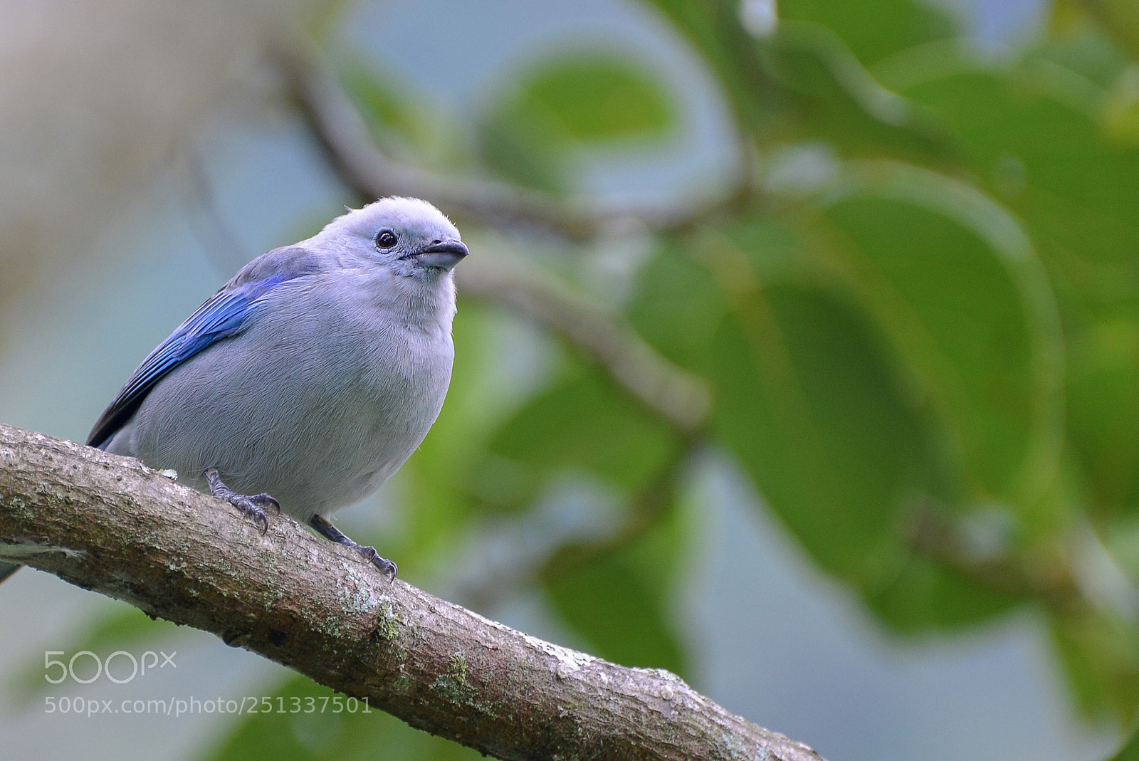 Nikon D610 sample photo. Sialia currucoides photography