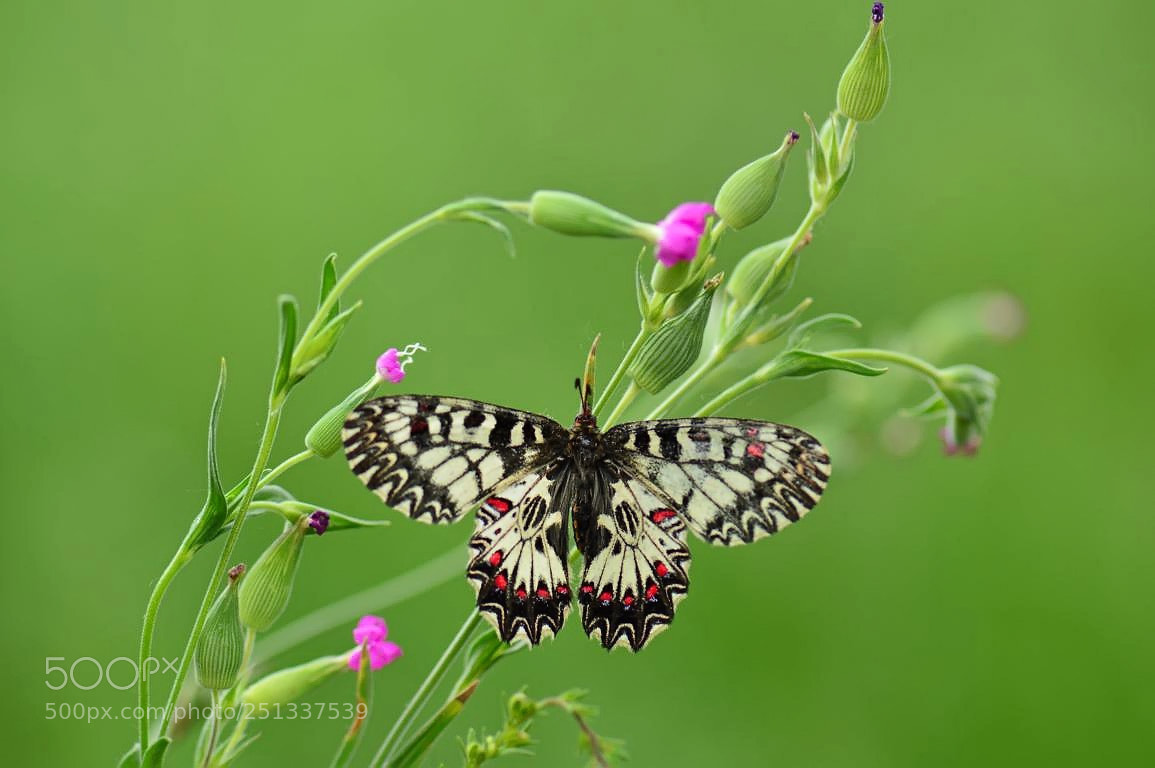 Nikon D3200 sample photo. K photography