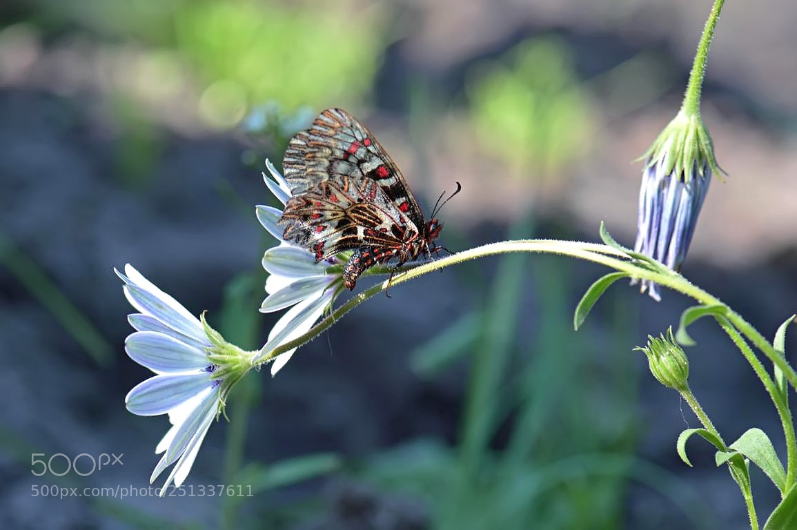 Nikon D3200 sample photo. K2 photography