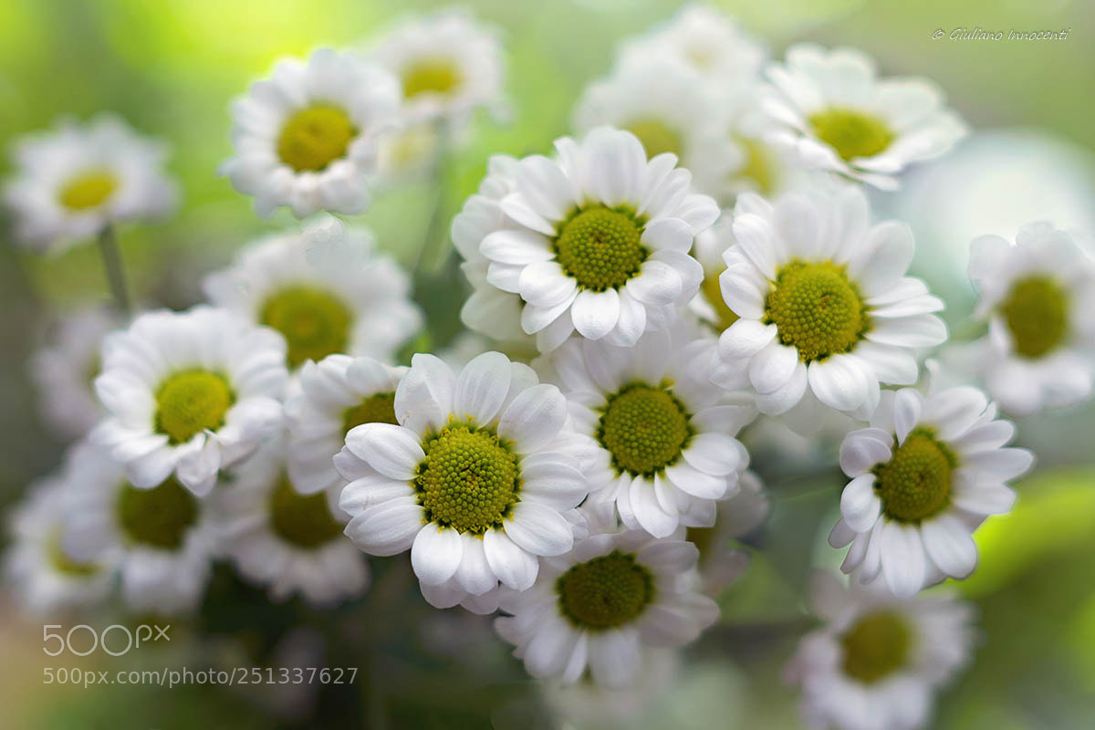 Nikon D7200 sample photo. Marguerites photography