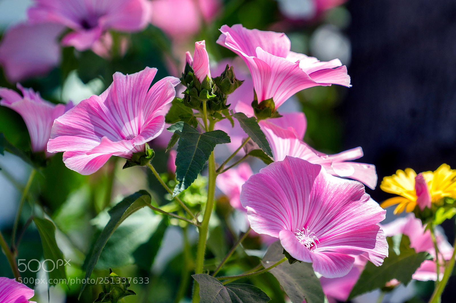 Sony a7S II sample photo. We close our eyes photography