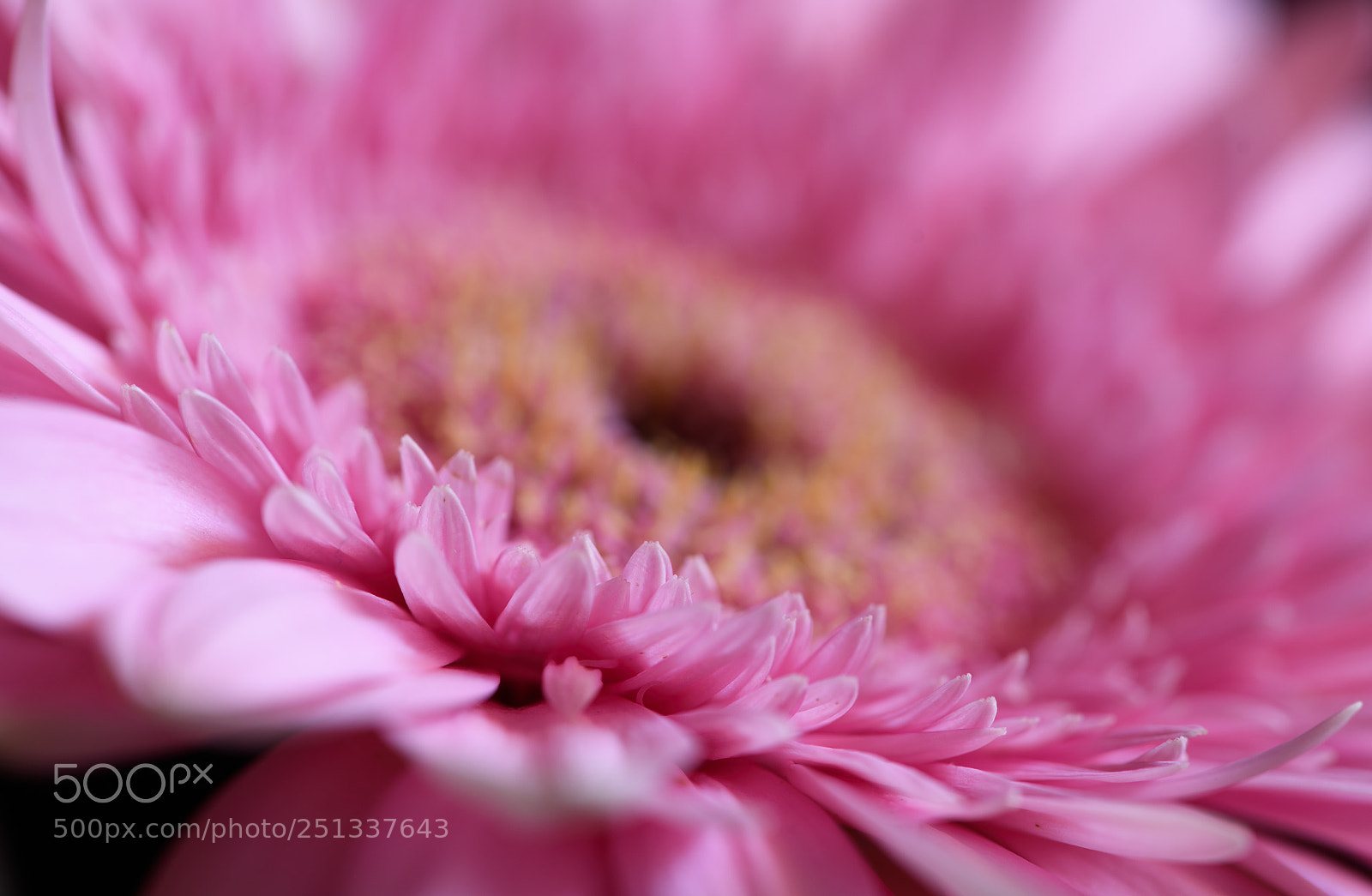 Nikon D750 sample photo. Gerbera rosa photography