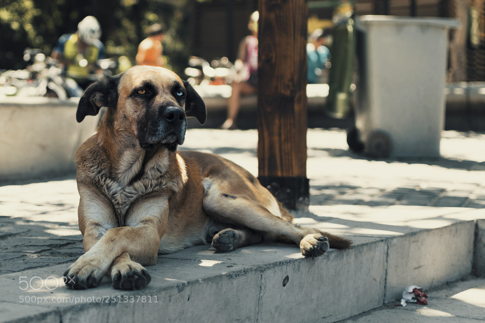 Nikon D3300 sample photo. Fancy dog photography