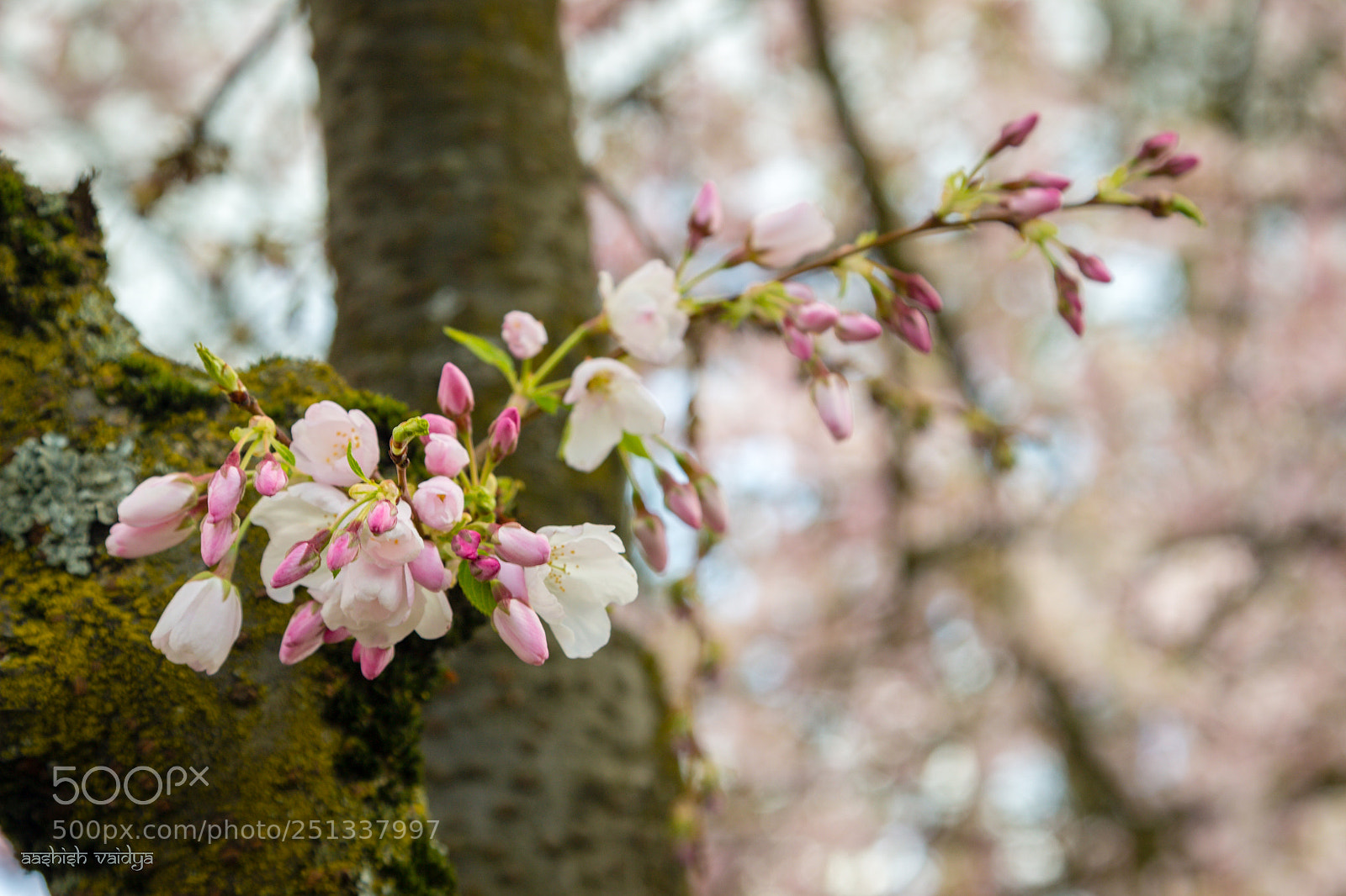 Canon EOS 600D (Rebel EOS T3i / EOS Kiss X5) sample photo. Blooms and buds photography