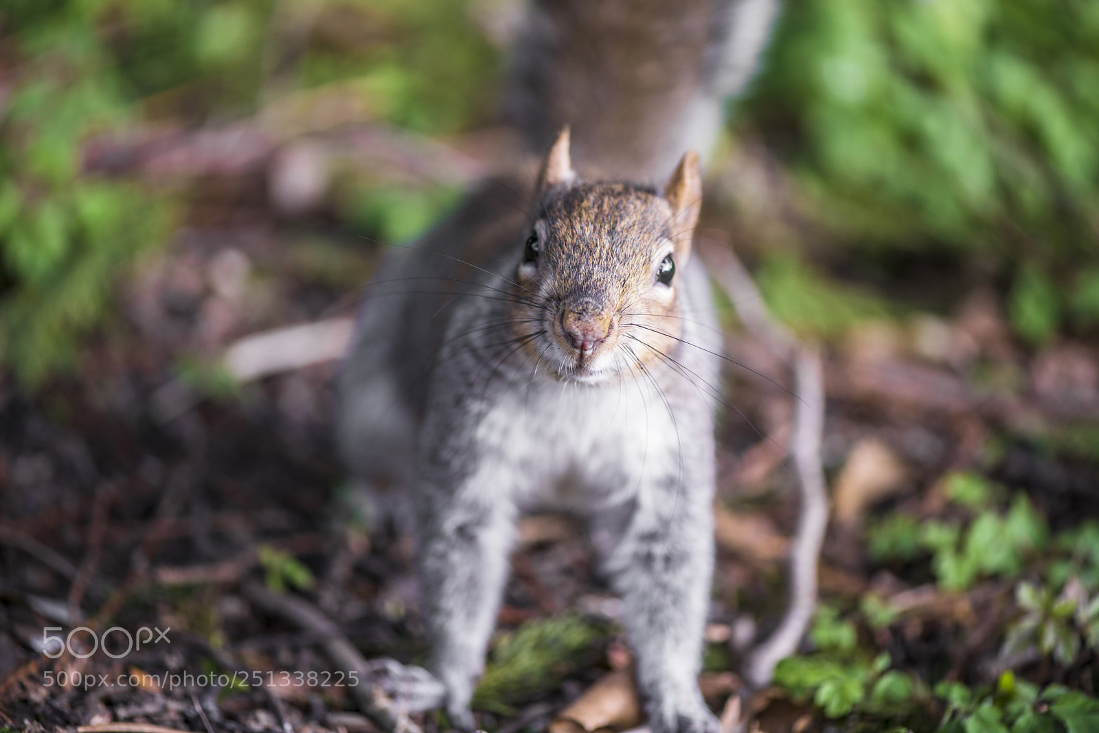 Nikon D800 sample photo. Squirrel photography