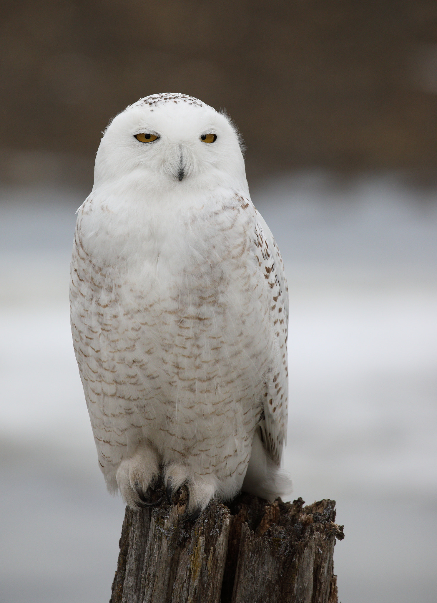 Canon EOS 5D Mark IV sample photo. Snowy owl photography