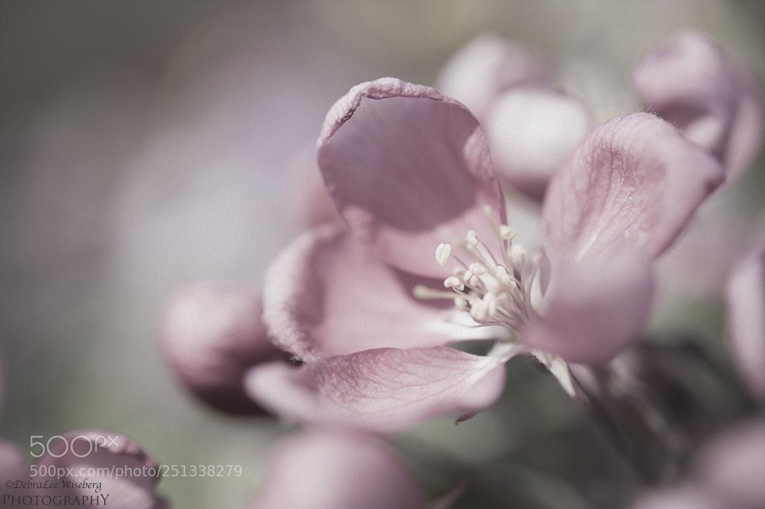 Nikon D700 sample photo. Painted pink photography