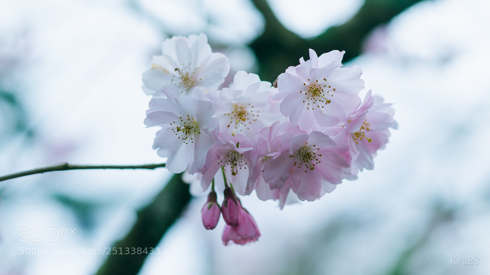 Nikon D5100 sample photo. Sakura photography