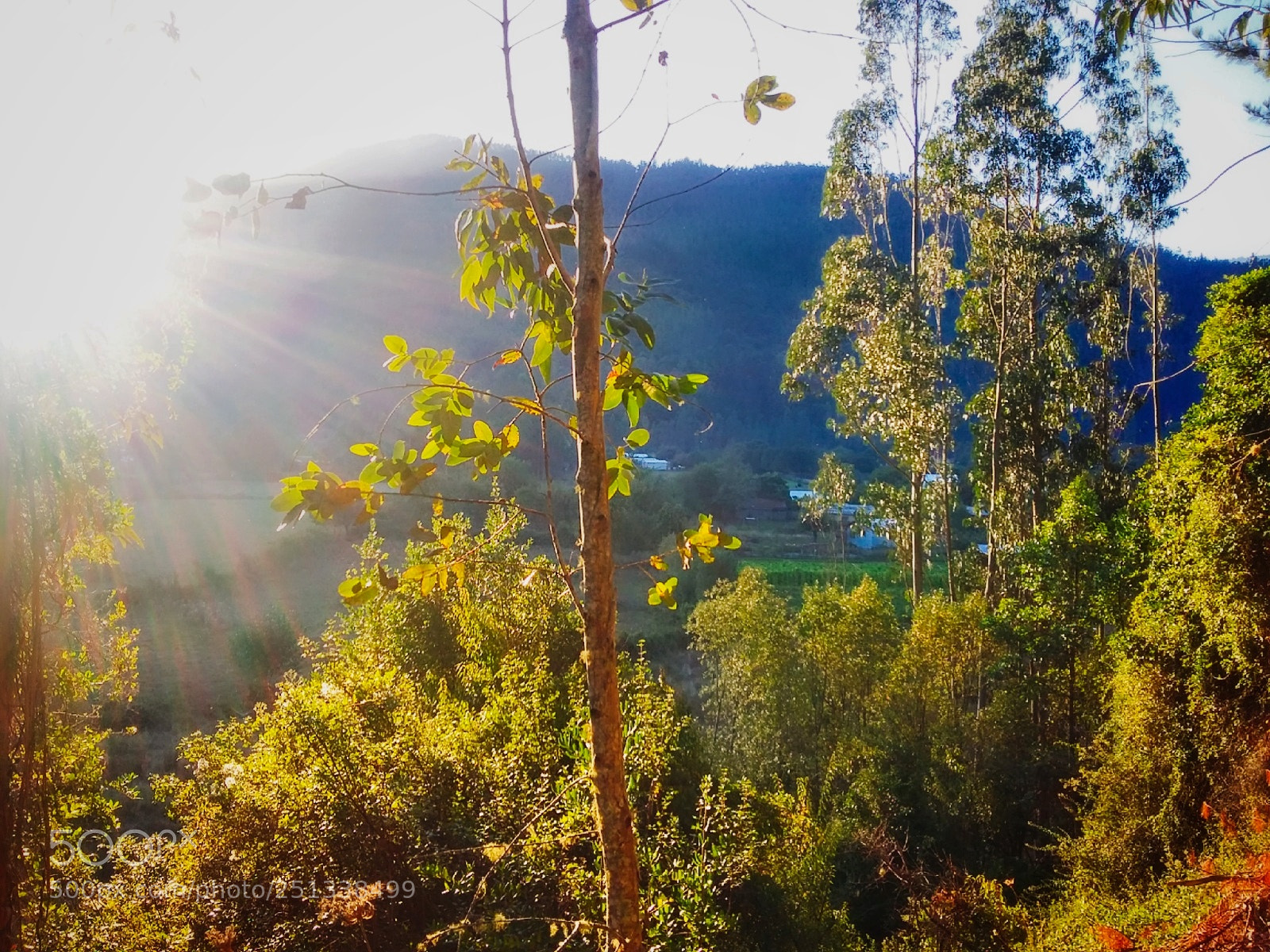 Samsung Galaxy Grand Prime sample photo. Sunset in the forest photography