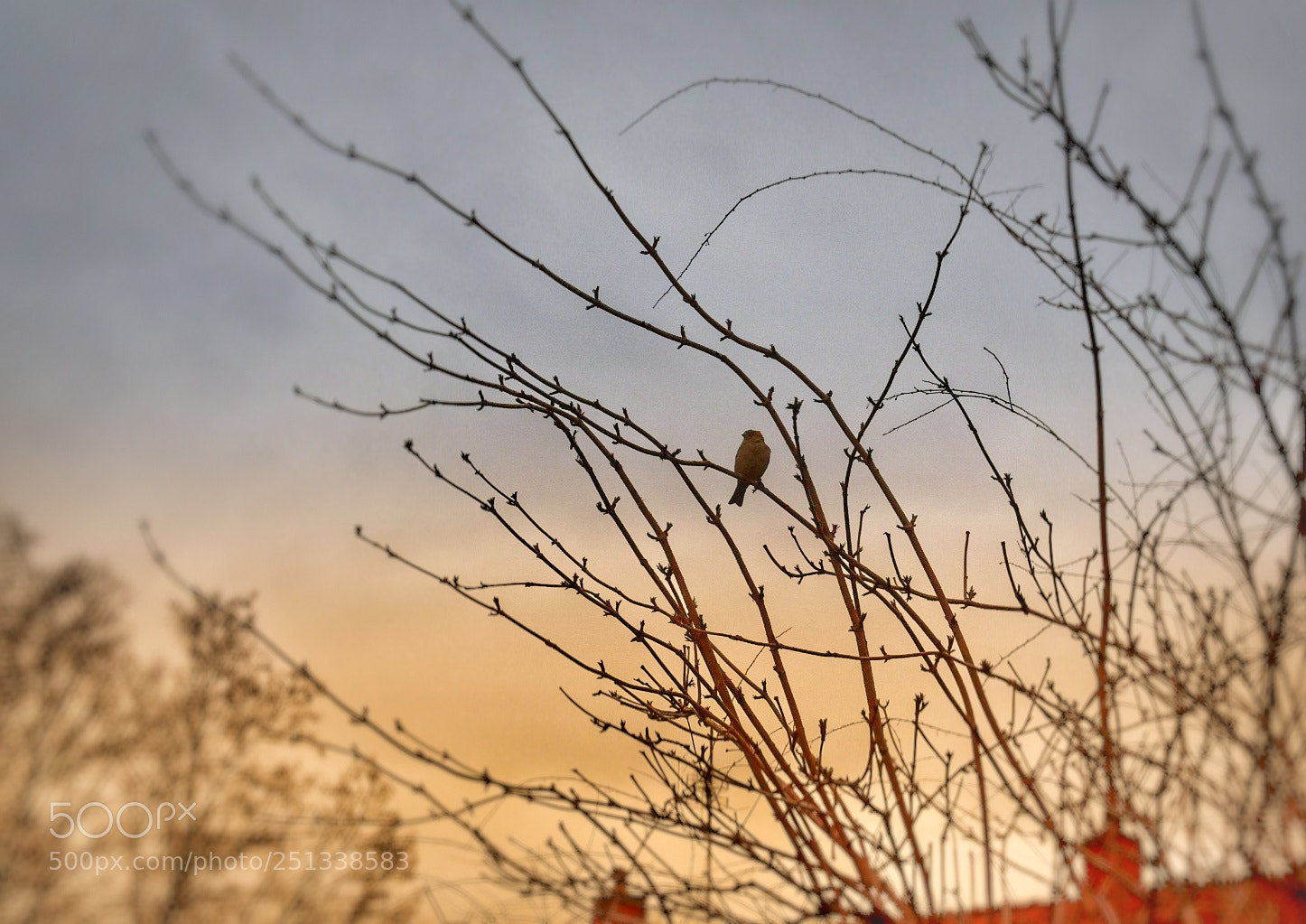 Nikon D5600 sample photo. The sparrow welcomes in photography
