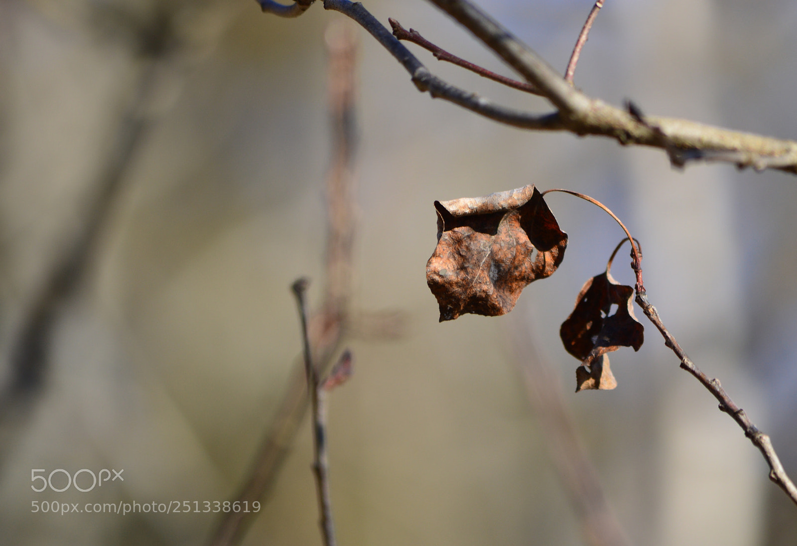 Nikon D3200 sample photo. Time to let go photography