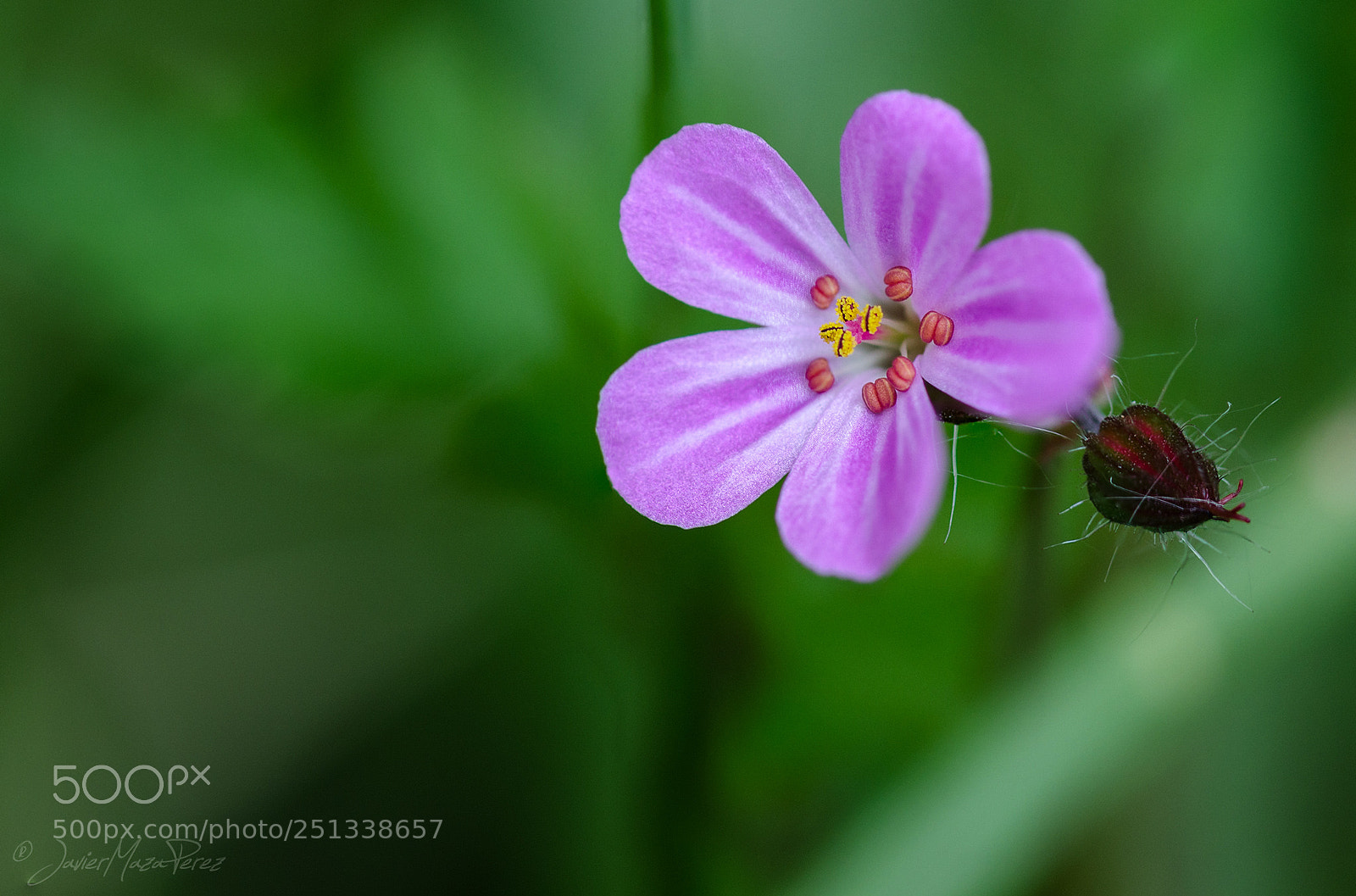Nikon D7000 sample photo. Geranium, san martin de photography