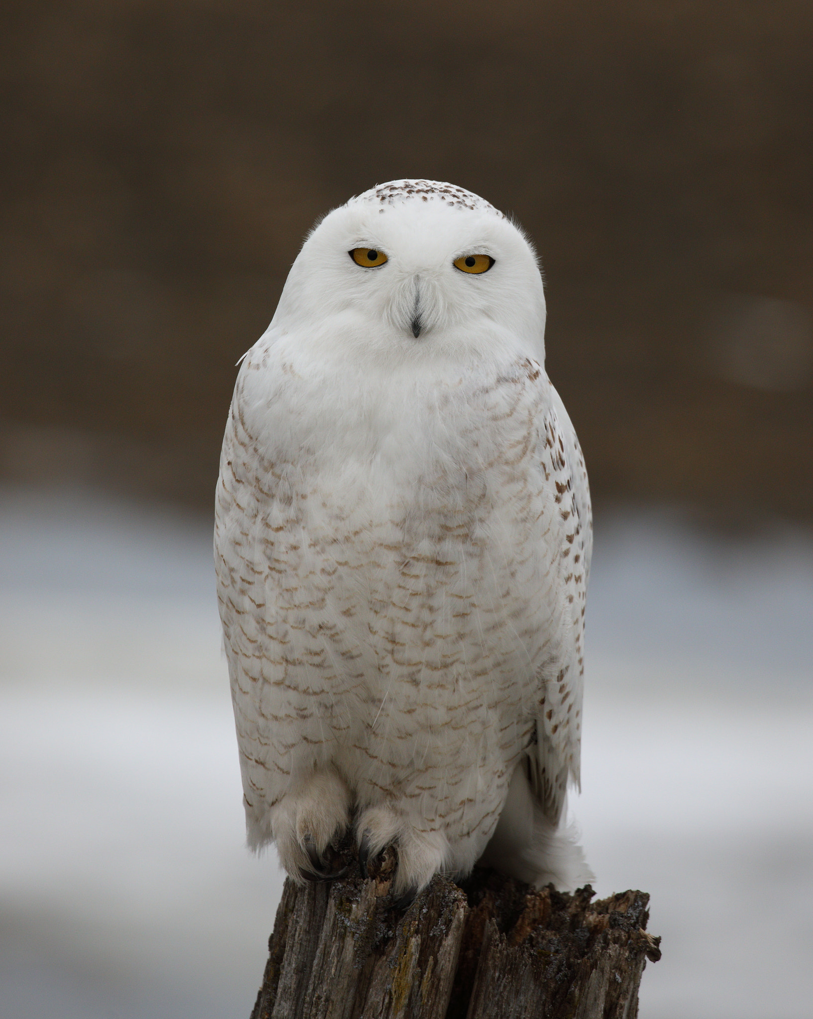 Canon EOS 5D Mark IV sample photo. Snowy owl photography
