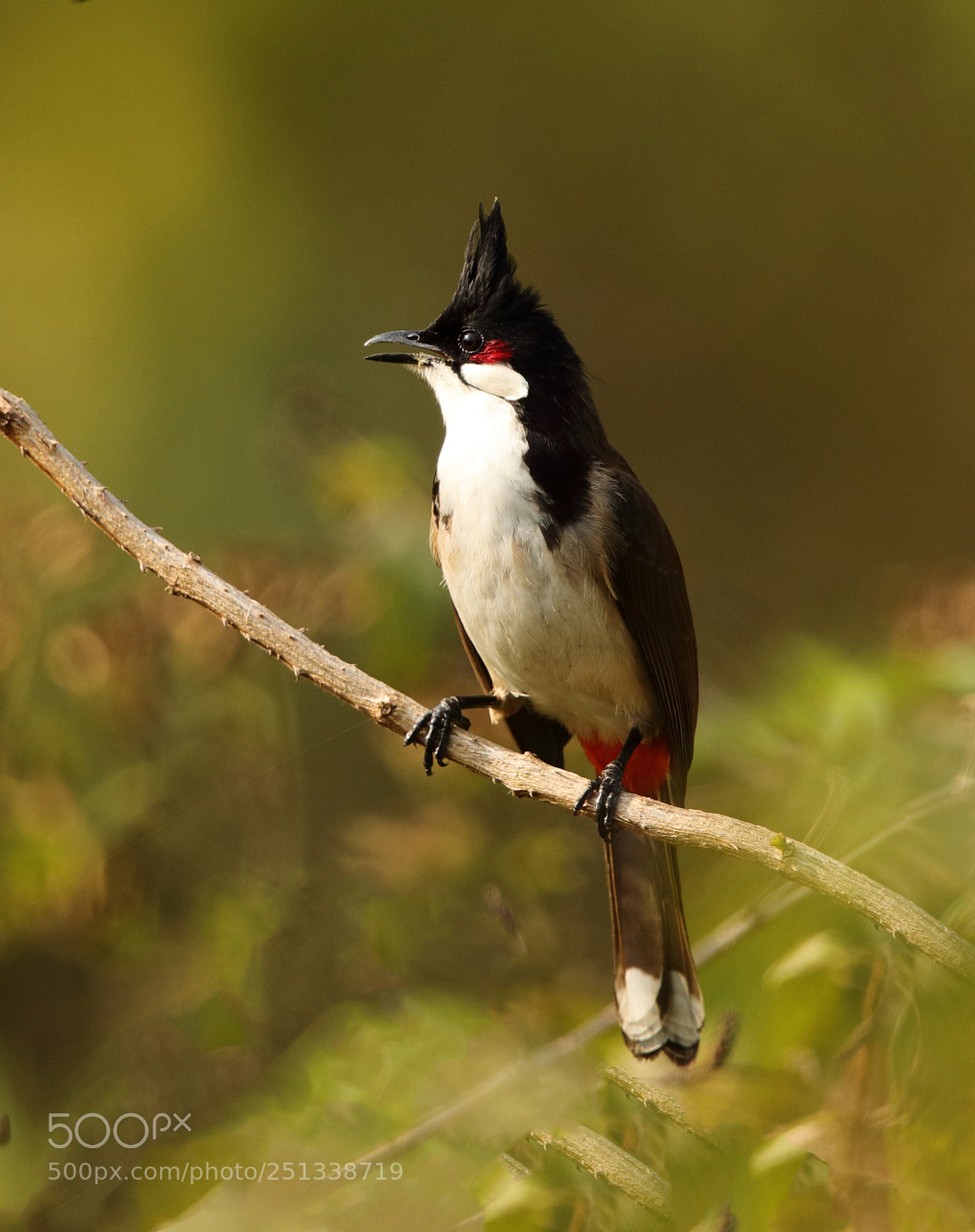 Canon EOS 5D Mark IV sample photo. Red wiskered bulbul photography