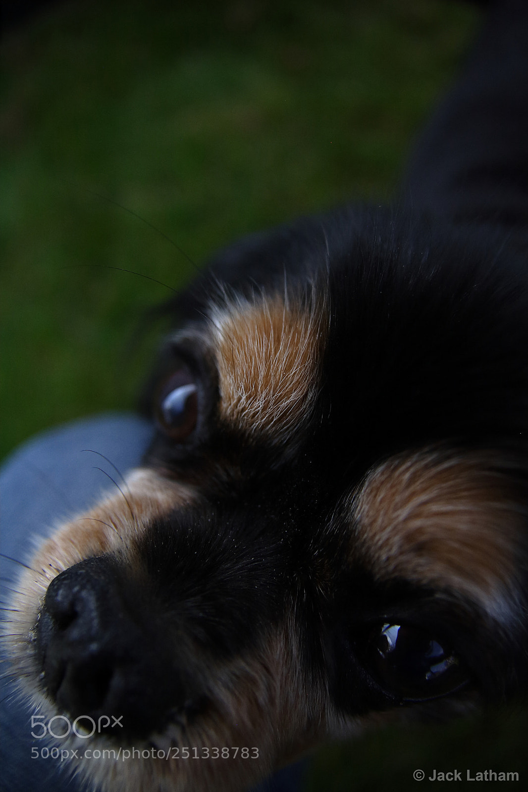 Canon EOS 350D (EOS Digital Rebel XT / EOS Kiss Digital N) sample photo. Sammy photography