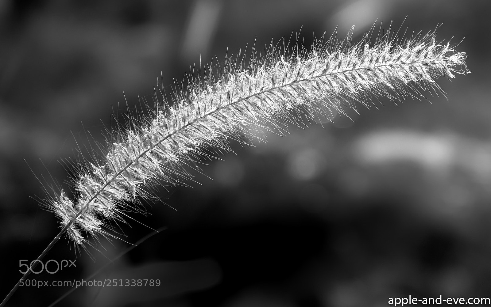Fujifilm X-T1 sample photo. B&w 1 photography