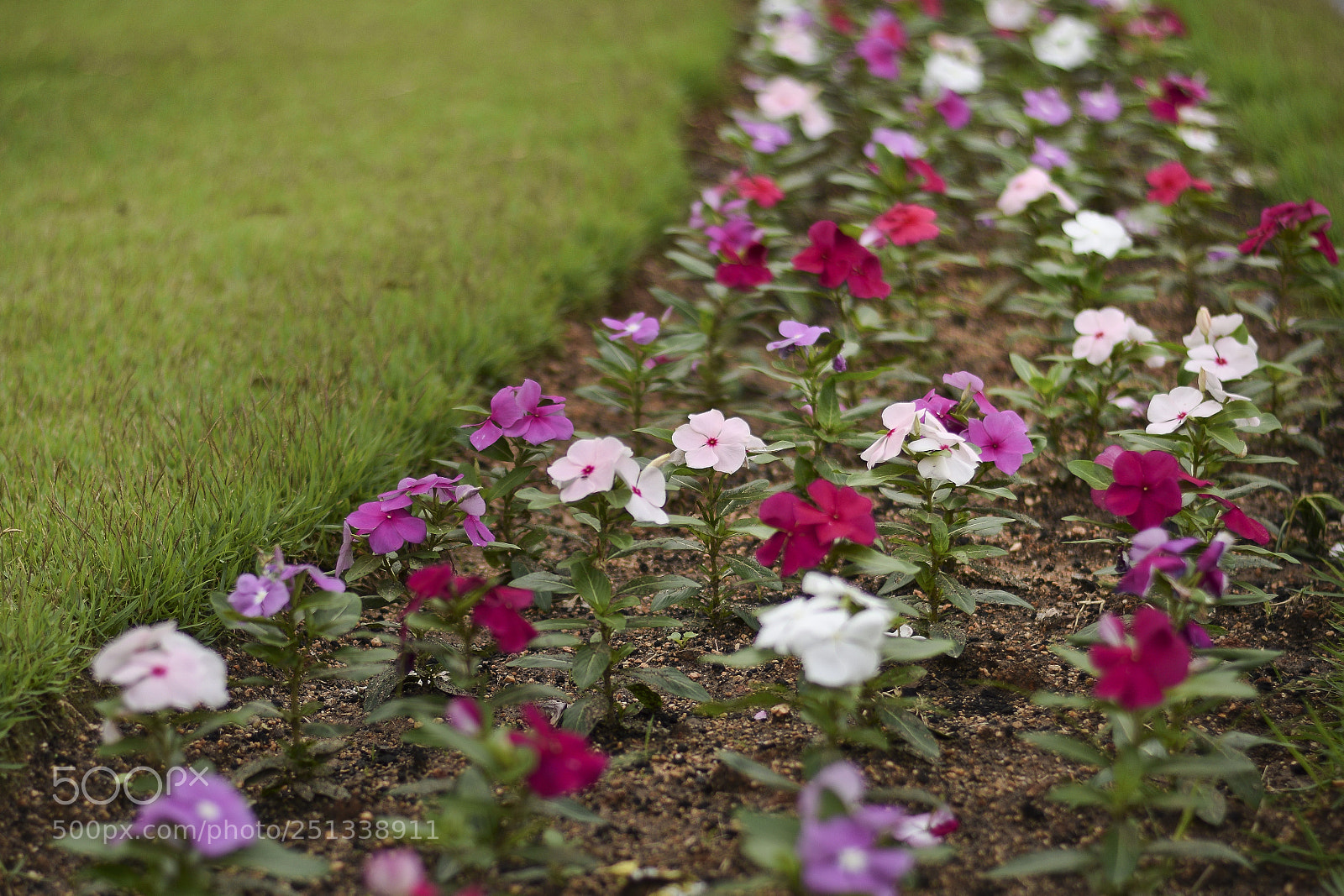 Nikon D5300 sample photo. Caminho das vincas photography