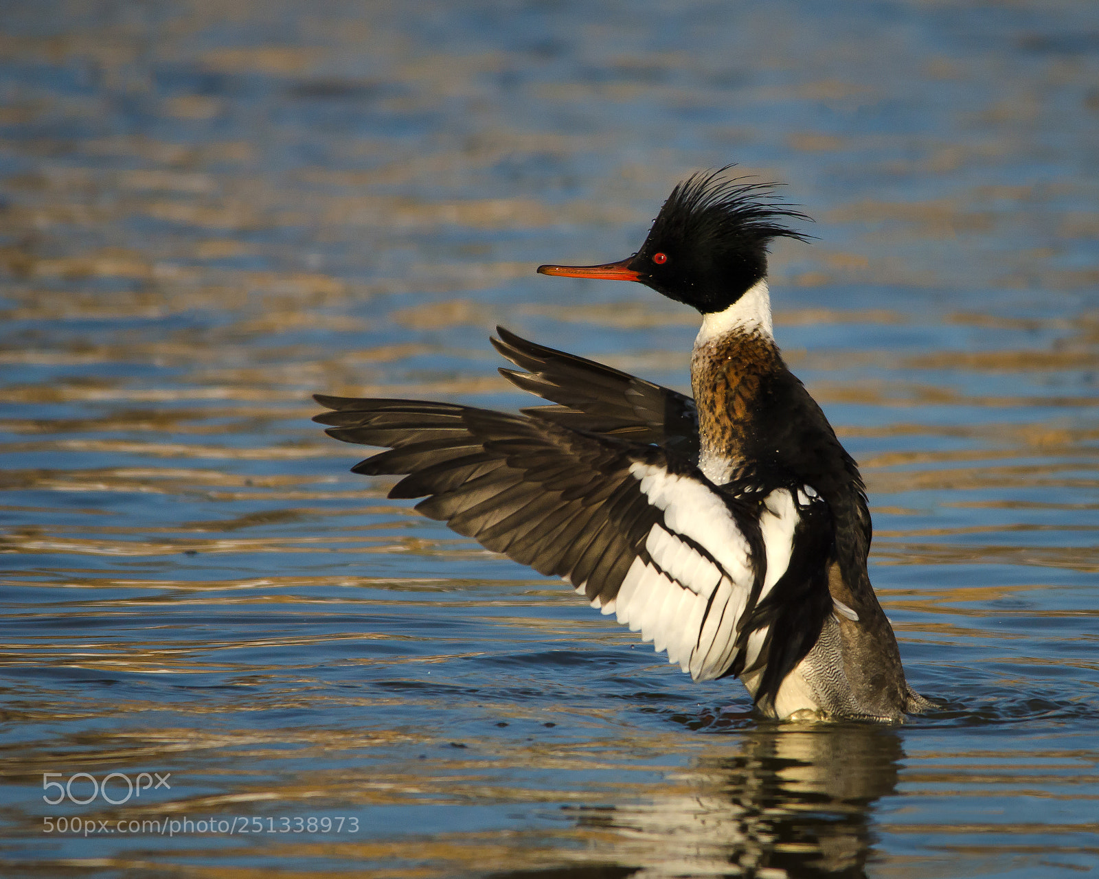 Nikon D7000 sample photo. Merganser punk photography