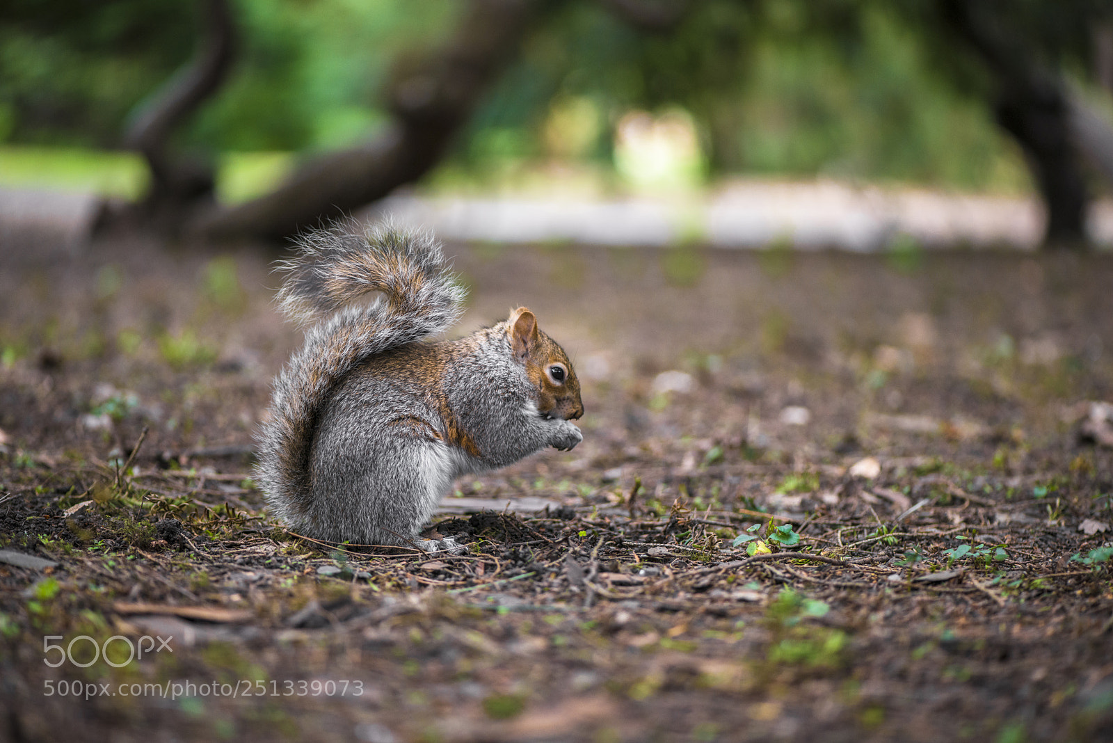 Nikon D800 sample photo. Squirrel ii photography