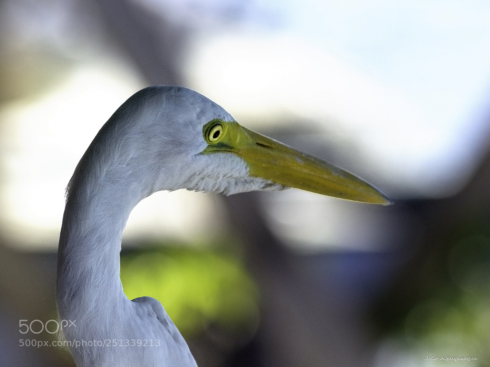 Nikon D5200 sample photo. Portait of an egret photography