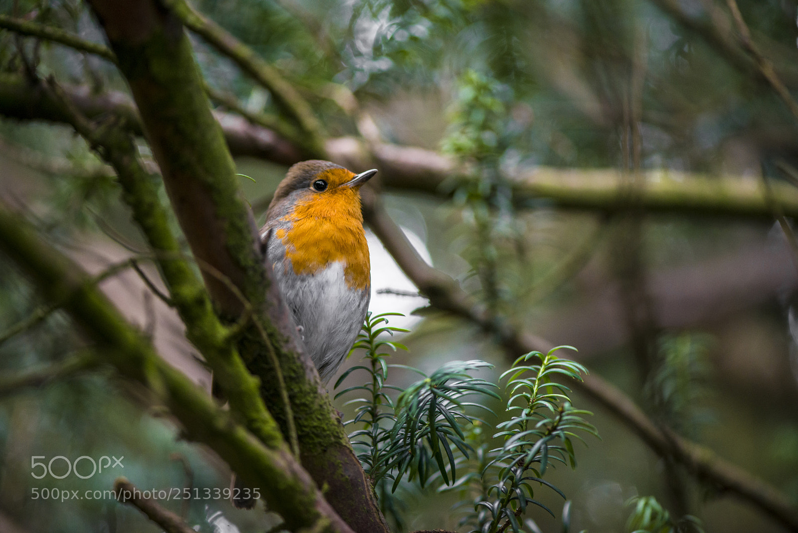 Nikon D800 sample photo. Robin photography