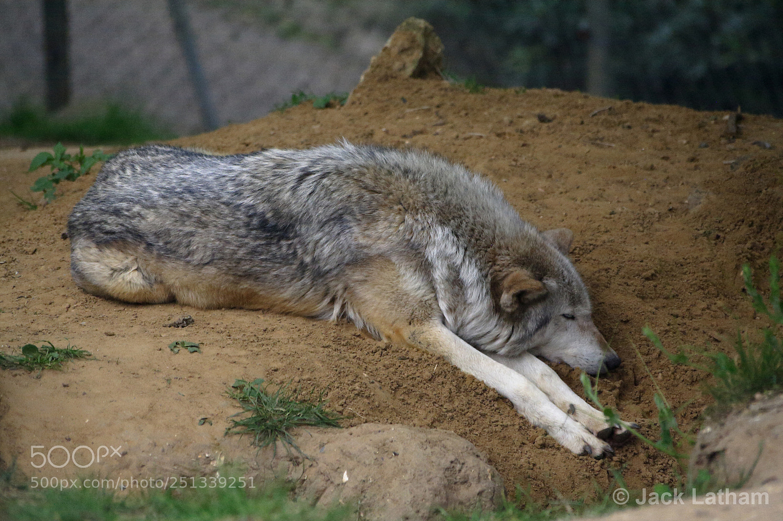 Canon EOS 350D (EOS Digital Rebel XT / EOS Kiss Digital N) sample photo. Sleeping wolf photography