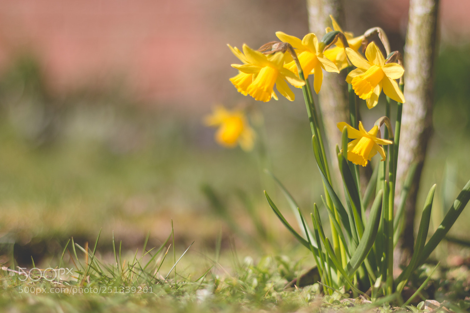 Canon EOS 70D sample photo. Spring daffodils photography