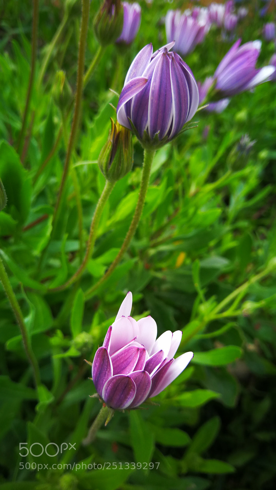 HUAWEI Mate 9 sample photo. Untitled photography