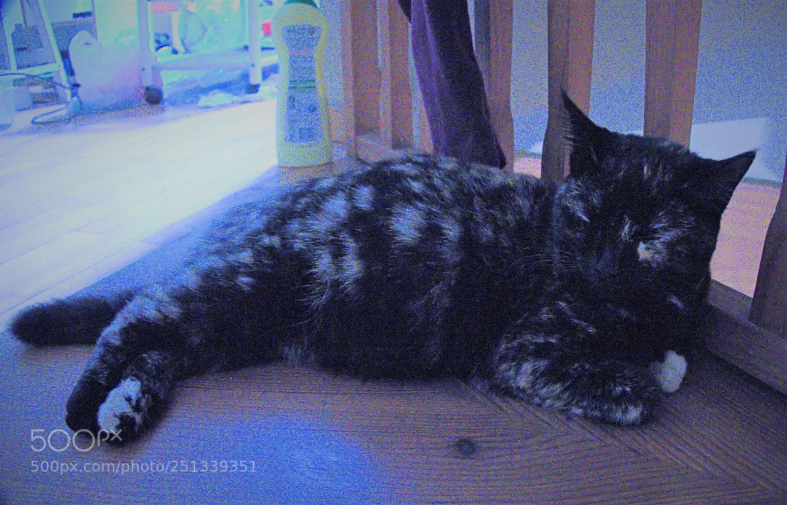 Panasonic Lumix DMC-FZ1000 sample photo. Xxx () photography