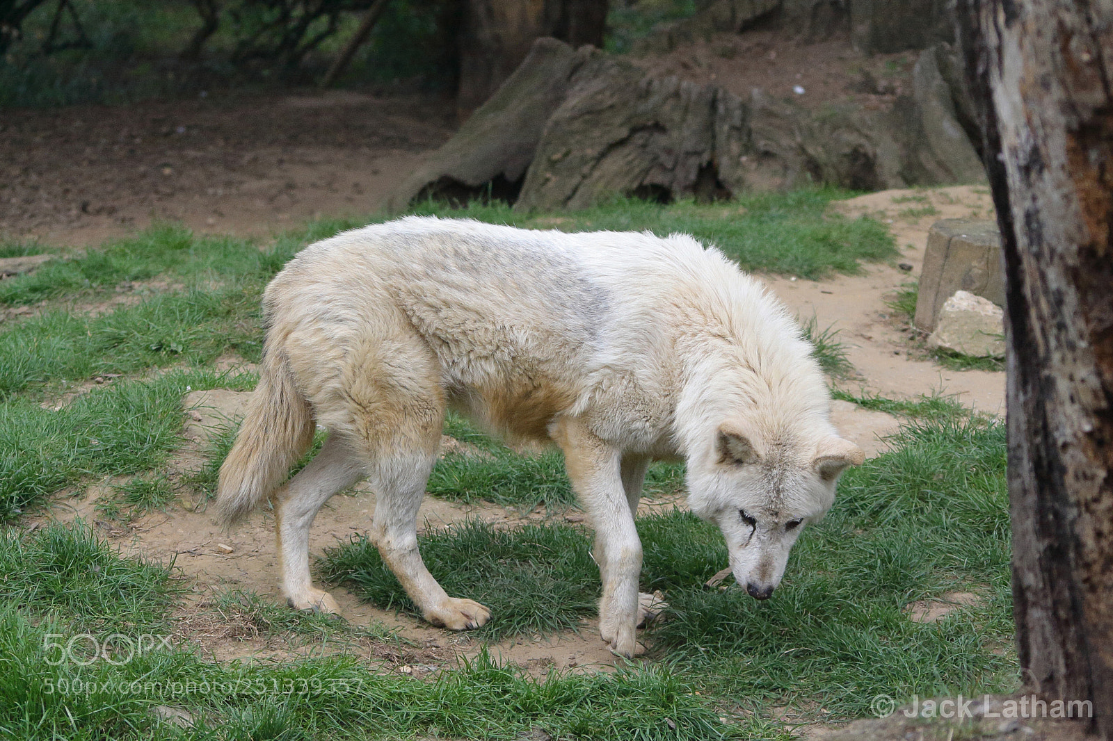 Canon EOS 350D (EOS Digital Rebel XT / EOS Kiss Digital N) sample photo. White wolf photography