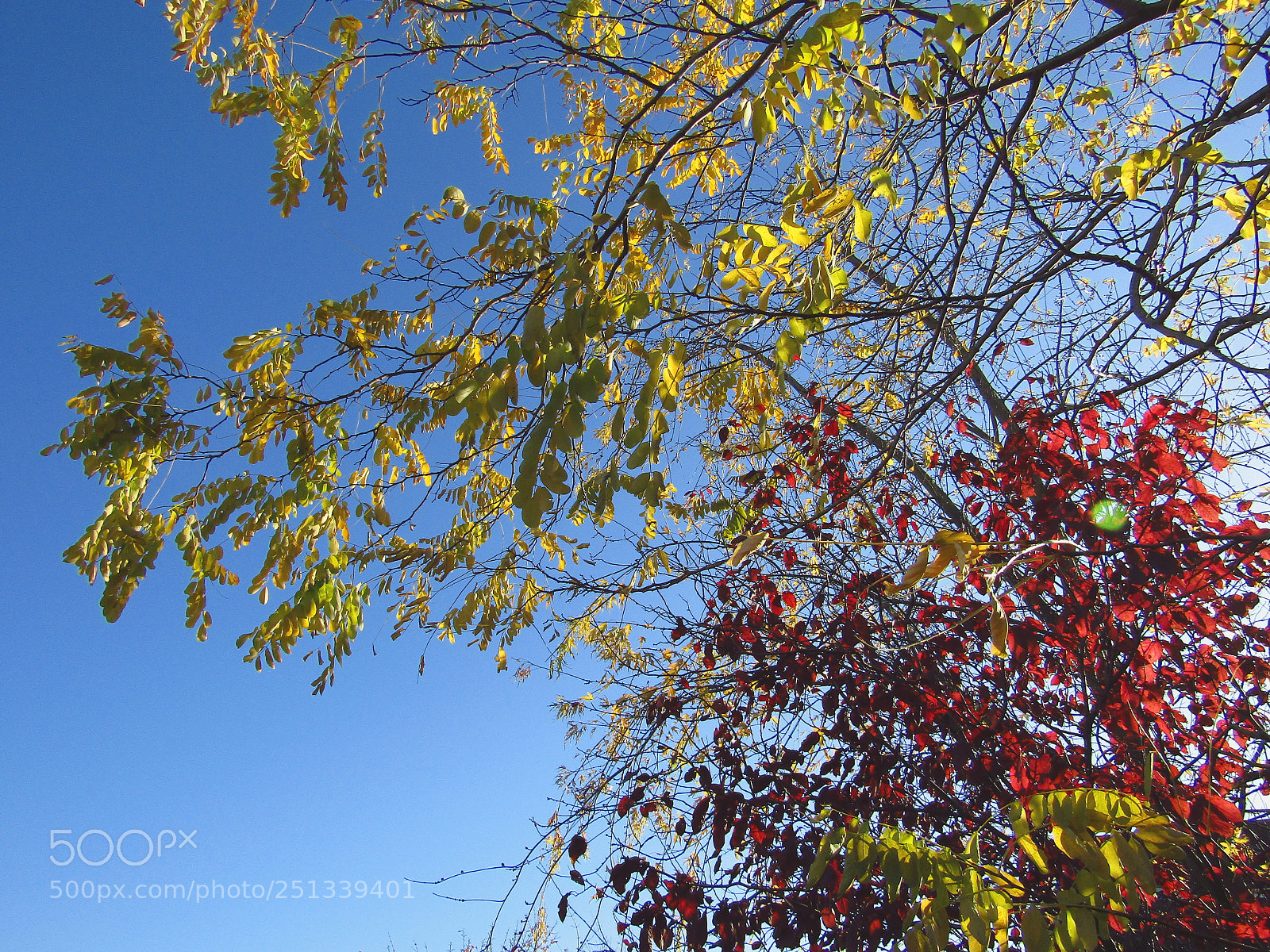 Canon PowerShot SX410 IS sample photo. Autumn colours photography