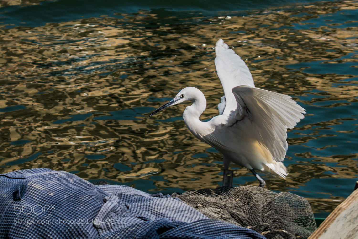 Nikon D5500 sample photo. Egretta garzetta photography