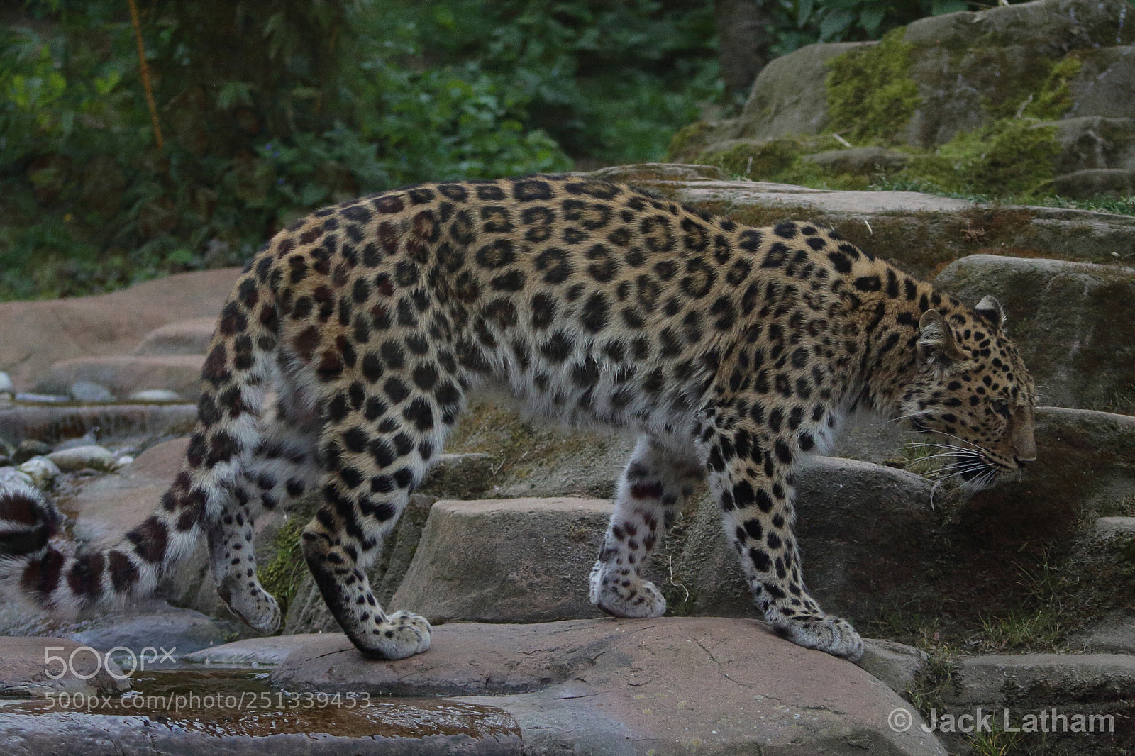 Canon EOS 350D (EOS Digital Rebel XT / EOS Kiss Digital N) sample photo. Leopard photography