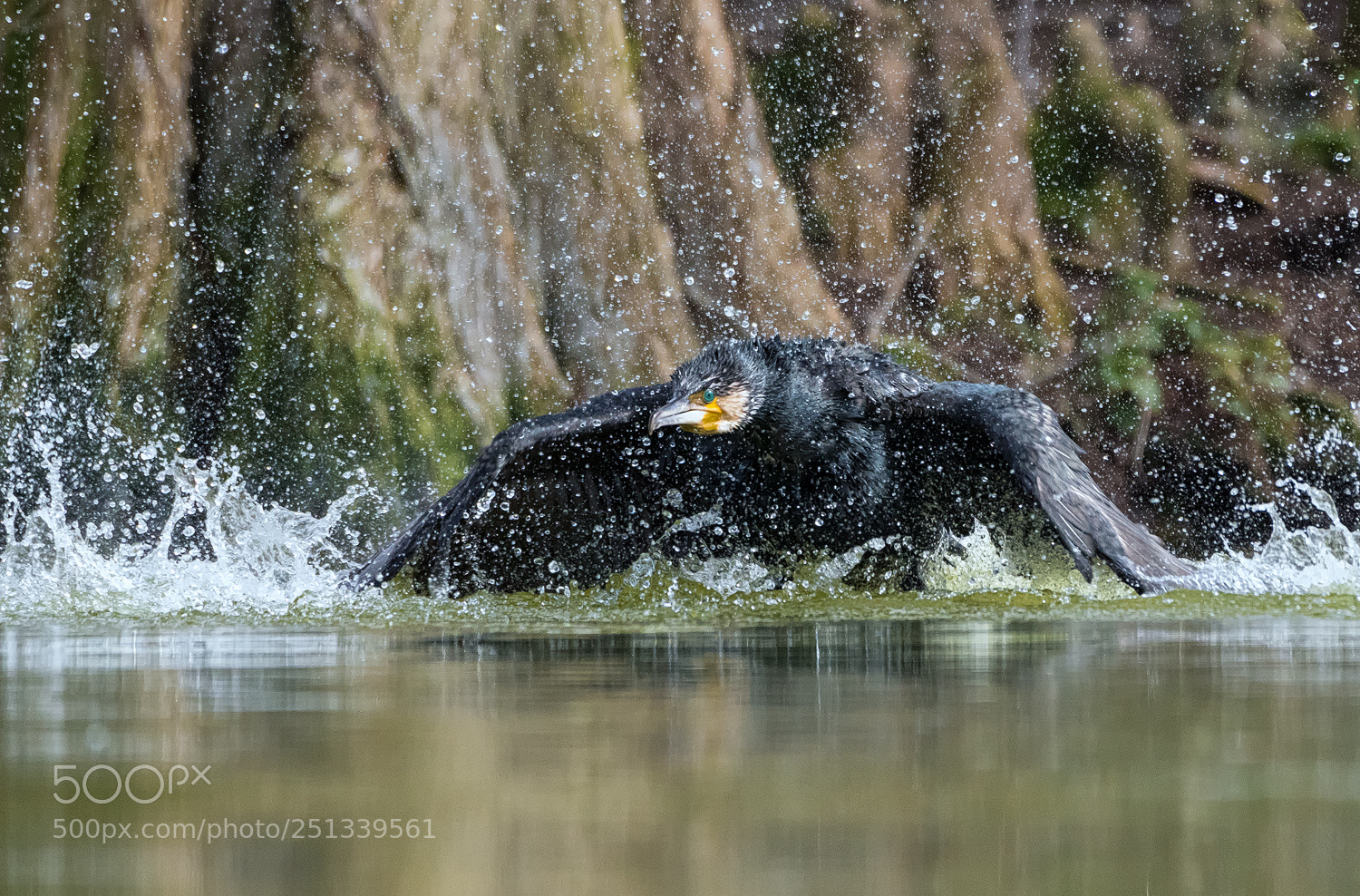 Nikon D500 sample photo. Cormorant in action photography