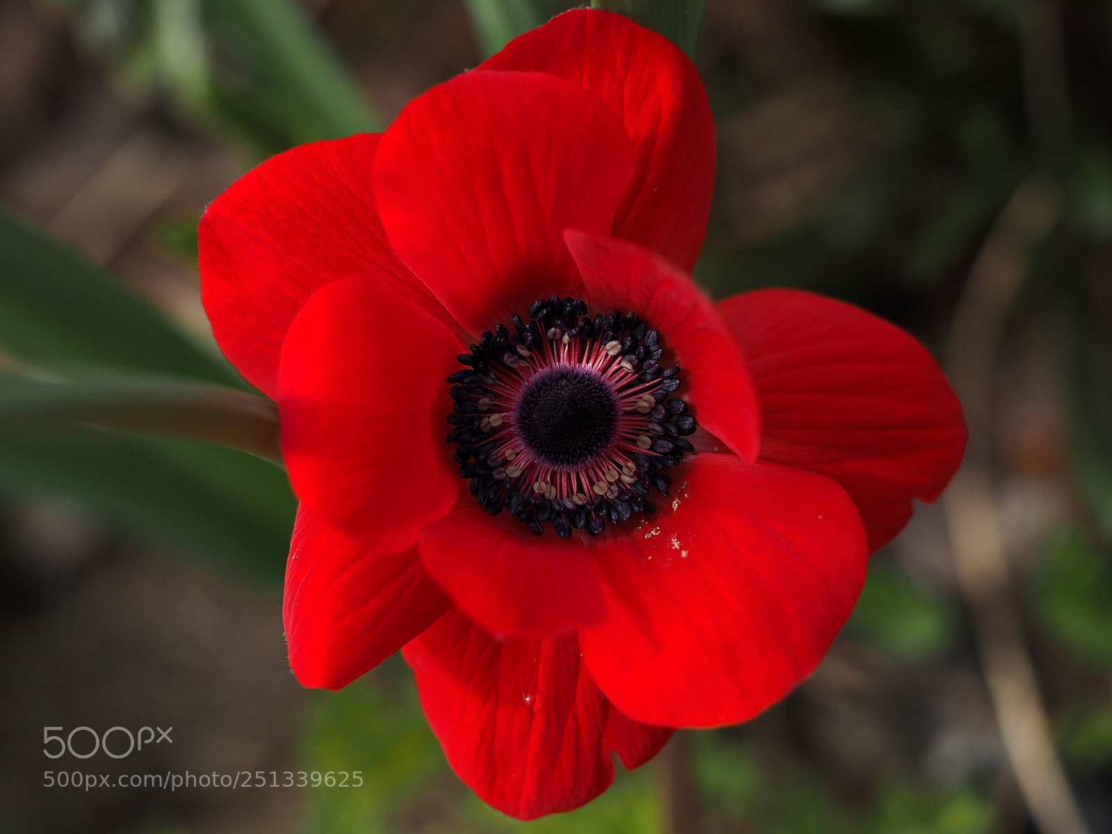 Olympus OM-D E-M1 sample photo. Anemone bloomed photography