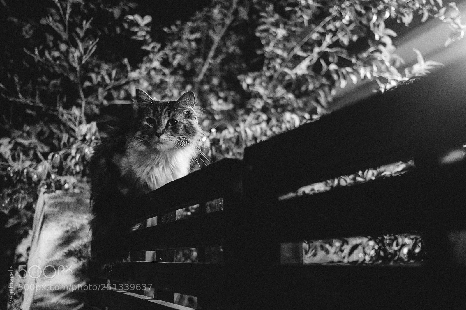Fujifilm X-T2 sample photo. Campagnola the cat photography
