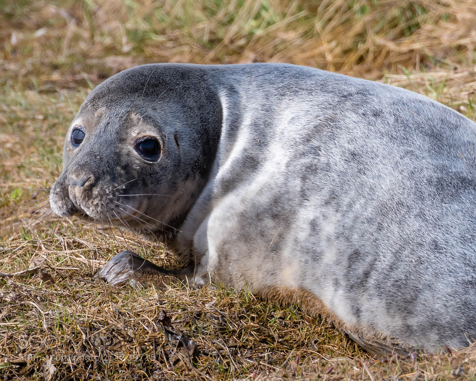Nikon D500 sample photo. Lonely seal photography