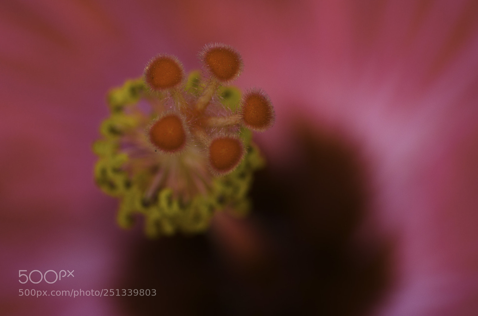 Nikon D5100 sample photo. Stigma of a hibiscus photography