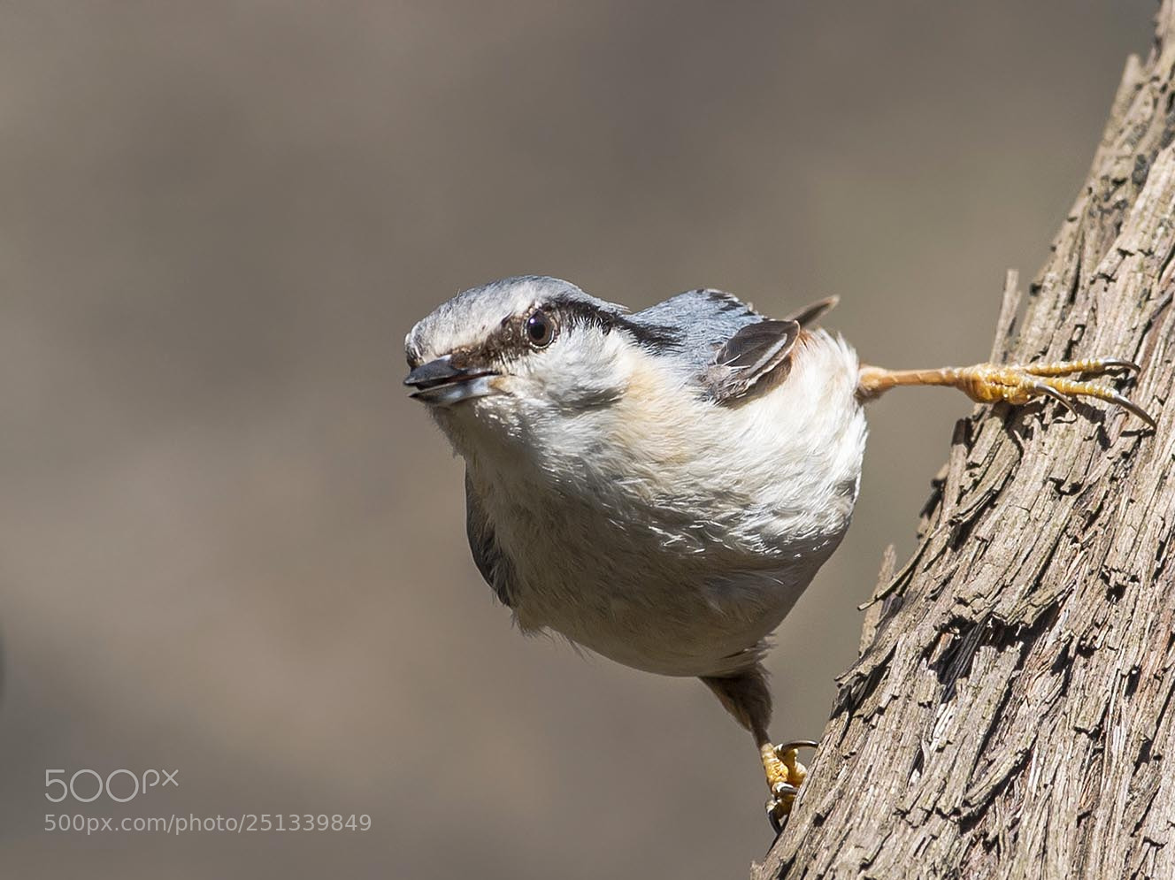Nikon D5 sample photo. Eurasian nuthatch photography