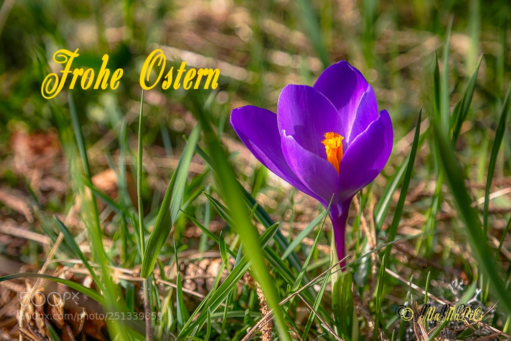 Samsung NX300 sample photo. Frohe ostern! photography