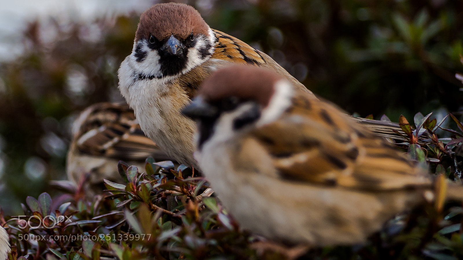 Olympus OM-D E-M10 II sample photo. Angry birds photography