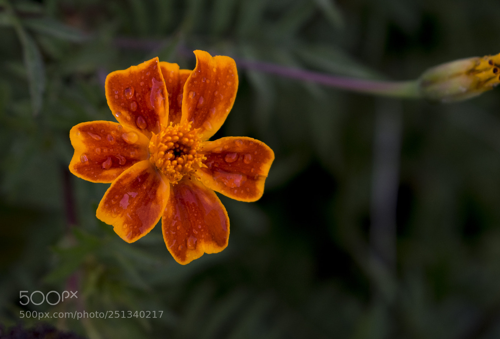 Nikon D5300 sample photo. Flower ?  photography